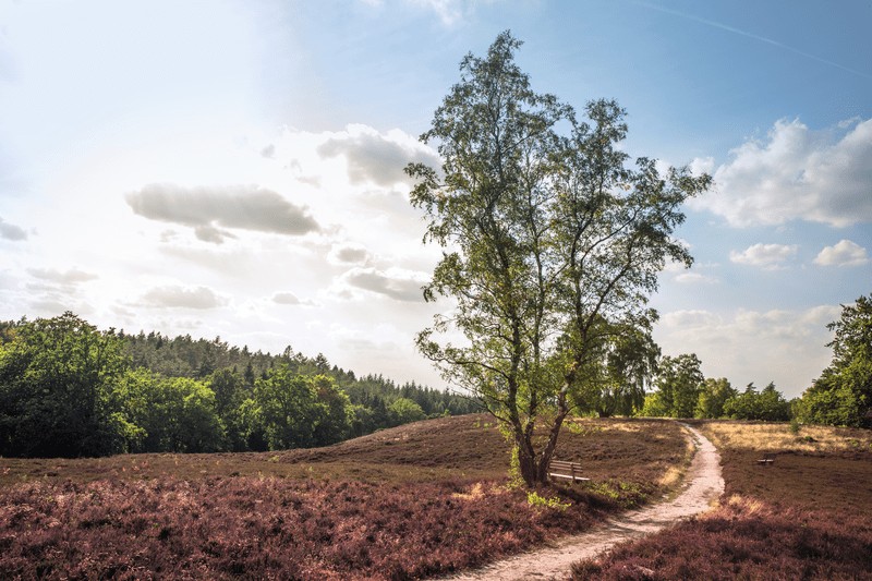 Lüneburger Heide